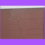 Spider Web.jpg